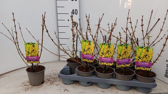 <h4>FORSYTH IN SPECTABIL</h4>