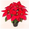 POINSETTIA P14 VERMELHO