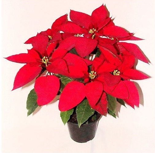 POINSETTIA P14 VERMELHO