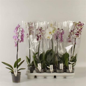PHAL GEM
