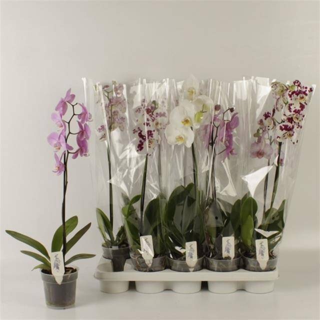 <h4>PHAL GEM</h4>
