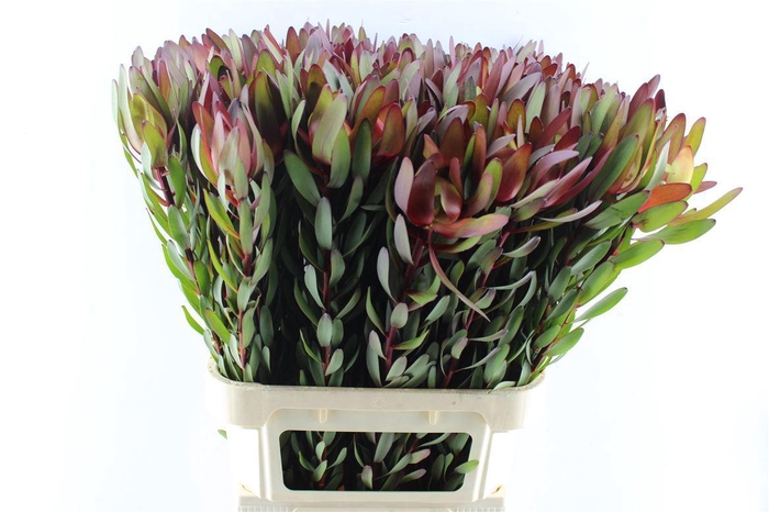 <h4>LEUCAD SAF SUNSET</h4>