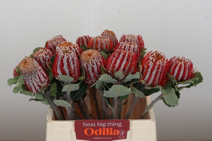 <h4>Banksia Coccinea</h4>