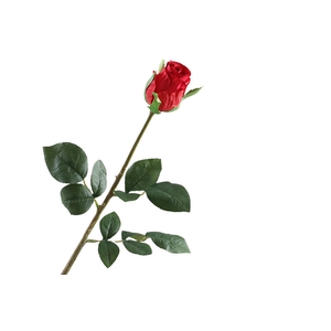 Rosa Bud Red