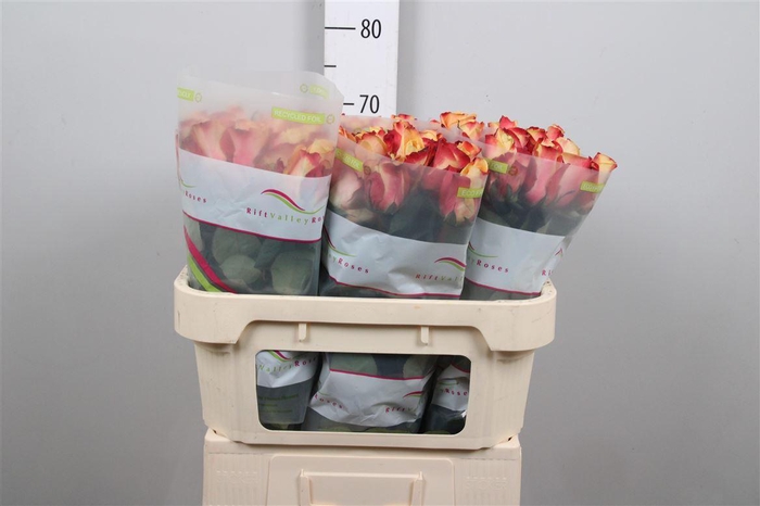 <h4>R Gr Pebbles</h4>