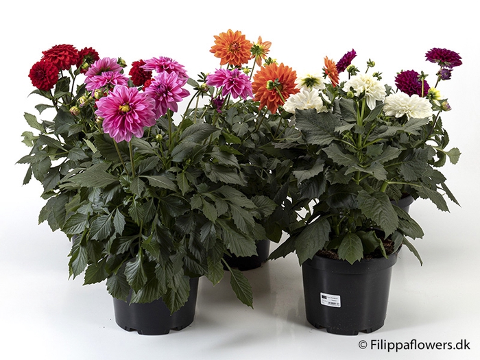<h4>DAHLIA-HYBRID p21</h4>