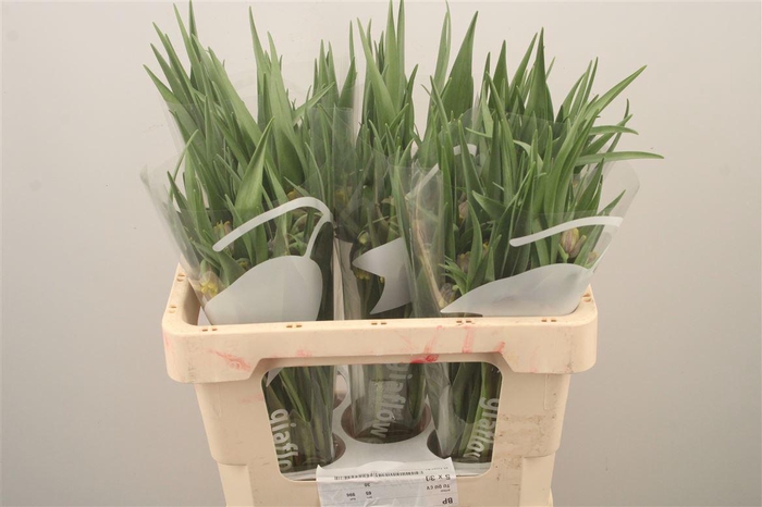 <h4>Frit Uva-vulpis</h4>