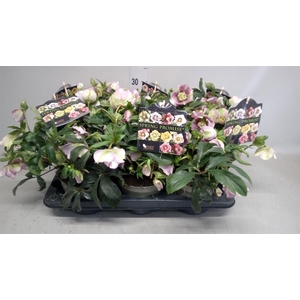 Helleborus  'Sp Lily'