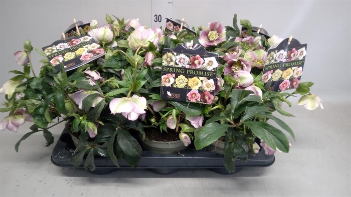 <h4>Helleborus  'Sp Lily'</h4>