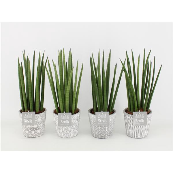 <h4>Sansevieria Cylindrica in Star Pot</h4>