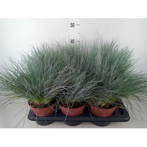 Festuca glauca 'Intens Blue'