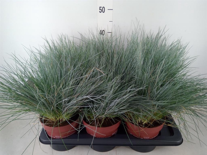 <h4>Festuca glauca 'Intens Blue'</h4>