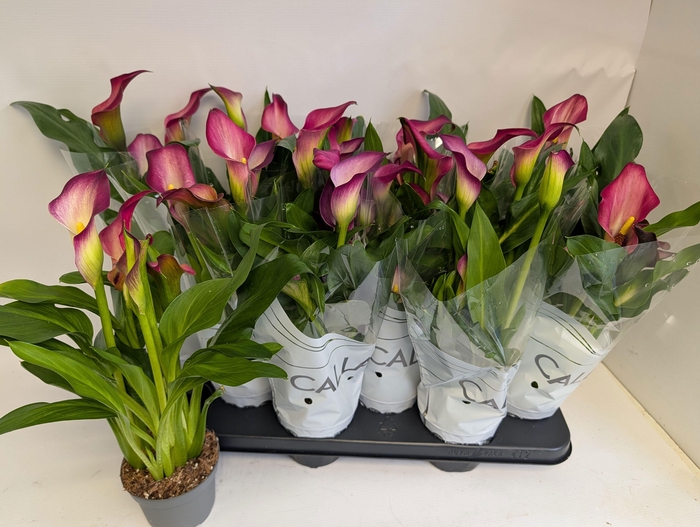 <h4>ZANT PINK PUPPY</h4>