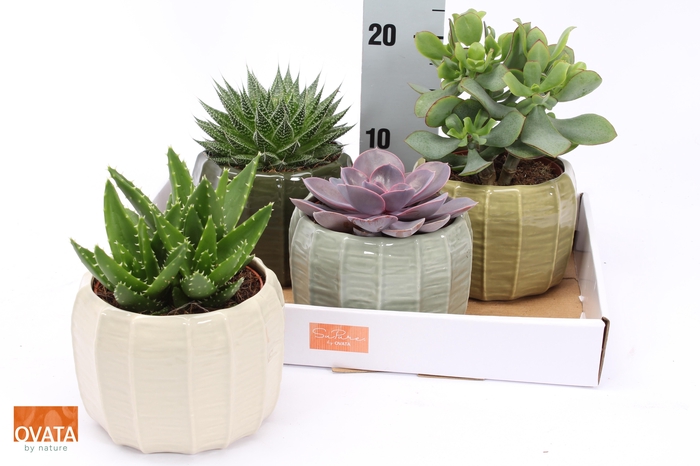 <h4>SUCC GEM 4 SRT</h4>