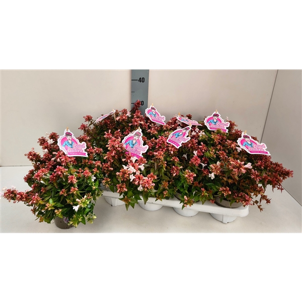 <h4>Abelia Little Lady 13T</h4>