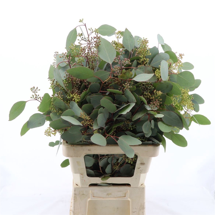 <h4>Eucalyptus Per Bos Polyanthemos (fruit)</h4>