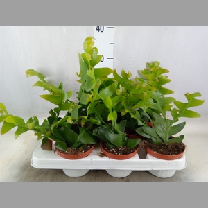 Epiphyllum   ...