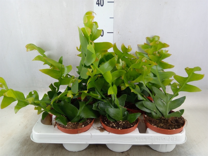 <h4>Epiphyllum   ...</h4>