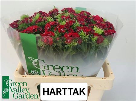 <h4>Di Barb S Will Red</h4>