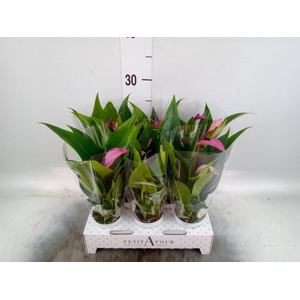 Anthurium  'Zizou'