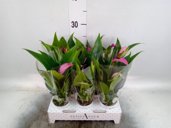 <h4>Anthurium  'Zizou'</h4>