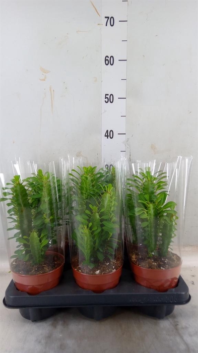 <h4>Euphorbia trigona</h4>