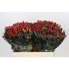 Hypericum True Romance