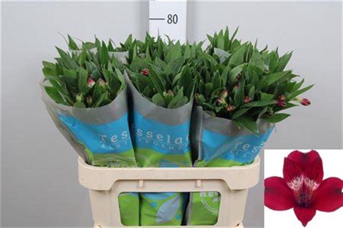 <h4>Alstr Noize</h4>