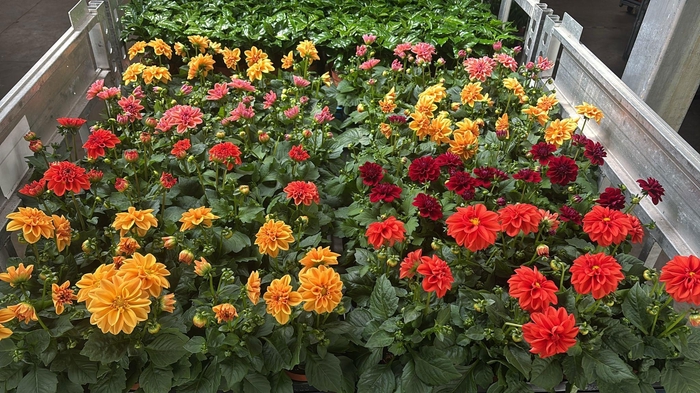 <h4>DAHLIA MIXK 5 KL</h4>