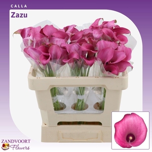 Calla Zazu