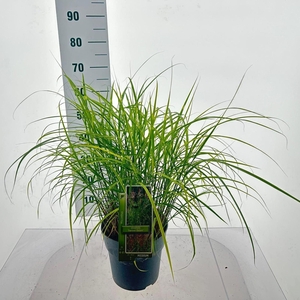 Miscanthus sinensis Ferner Osten