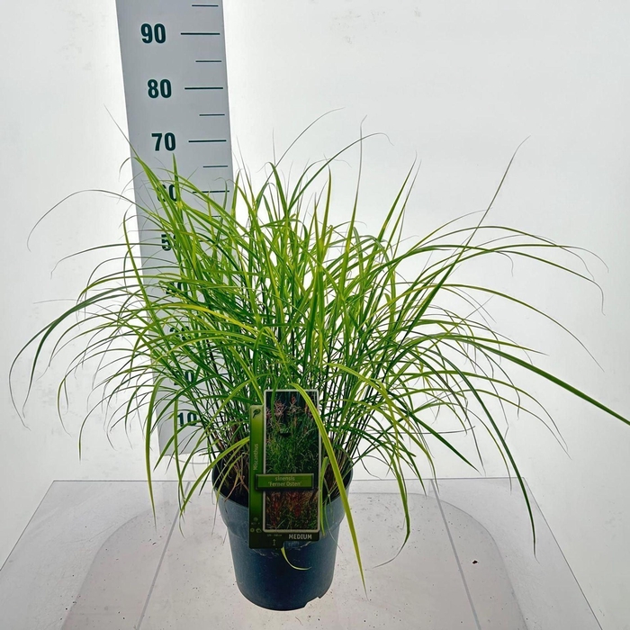 Miscanthus sinensis Ferner Osten