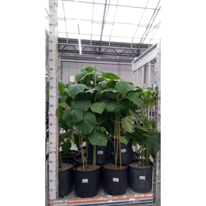 Paulownia tomentosa