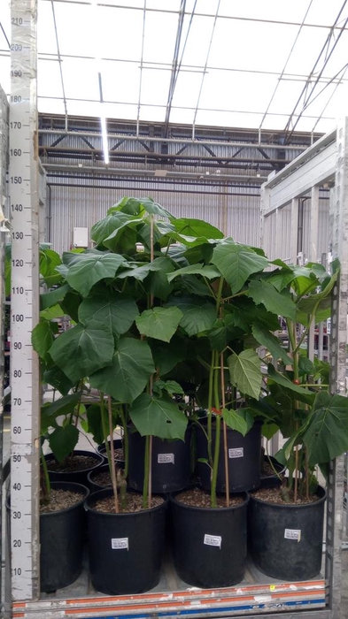 <h4>Paulownia tomentosa</h4>