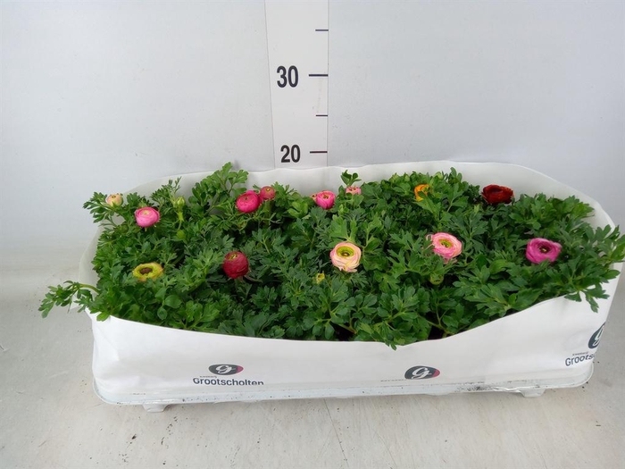 <h4>Ranunculus  'Sprinkles Dwarf'  .mix</h4>