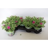 Calibrachoa Neon Rose