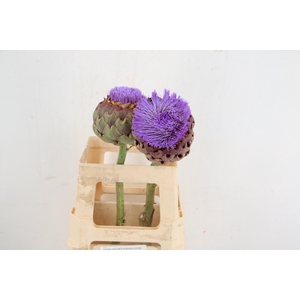 CYNARA SCOLYMUS BLOEIEND 45/65CM