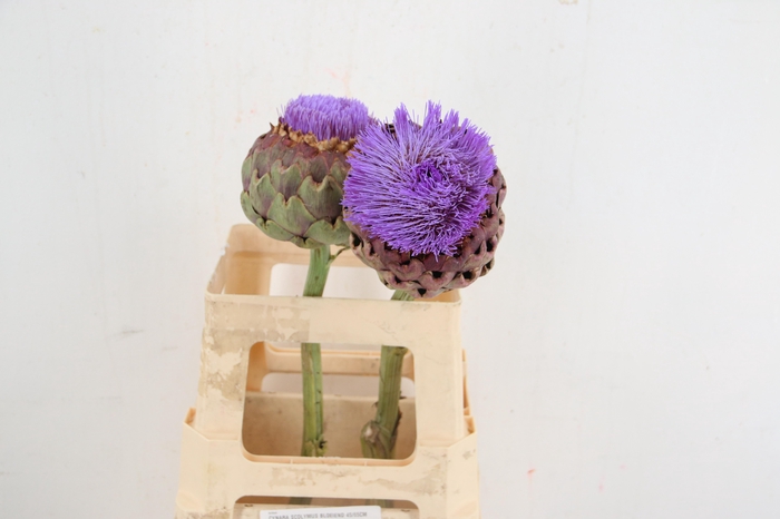 <h4>CYNARA SCOLYMUS BLOEIEND 45/65CM</h4>