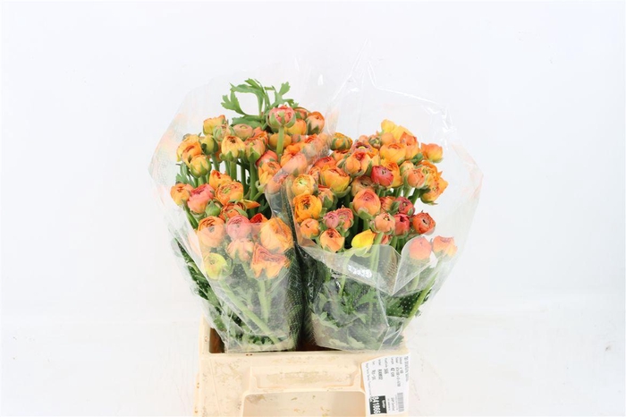 <h4>Ran Amandine Salmon</h4>