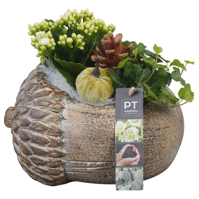 <h4>Arr.   Planten L%</h4>