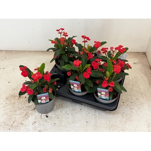 EUPHOR MI MAXI OLYMP