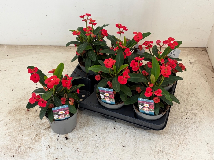 <h4>EUPHOR MI MAXI OLYMP</h4>