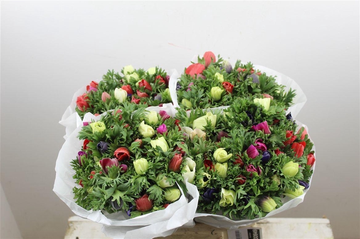 <h4>Anem Marianne Mixed</h4>