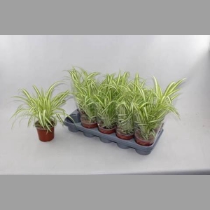 CHLOR COM VARIEGATUM