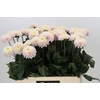 Dahlia Light Wizard