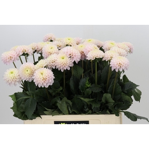 Dahlia Light Wizard