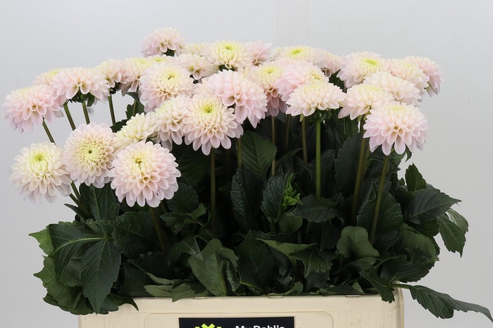 <h4>Dahlia Light Wizard</h4>