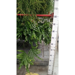 Microsorum diversifolium