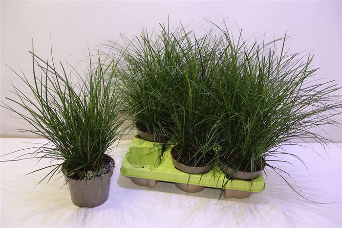 <h4>Carex Brunnea</h4>