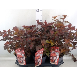 Physocarpus opulif. 'Lady in Red'
